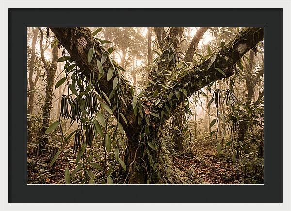 Vanilla Vine Embracing Nature