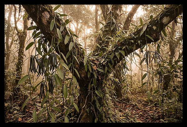 Vanilla Vine Embracing Nature