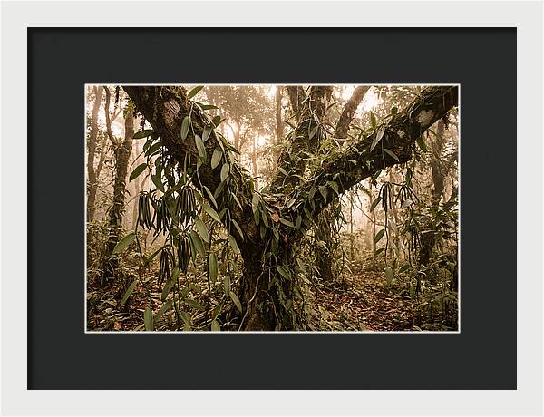Vanilla Vine Embracing Nature