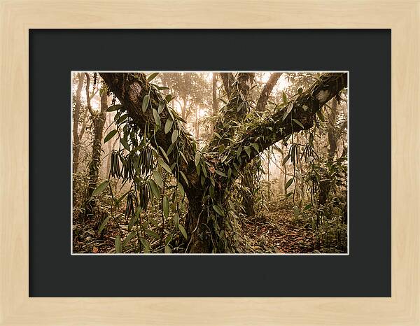 Vanilla Vine Embracing Nature