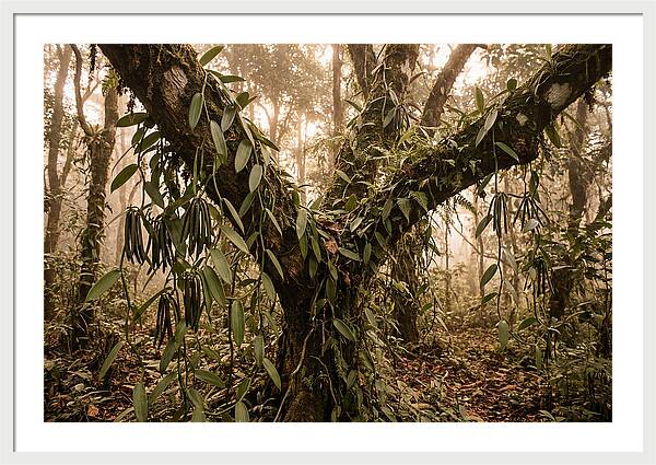 Vanilla Vine Embracing Nature