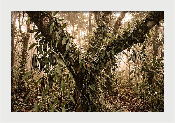 Vanilla Vine Embracing Nature