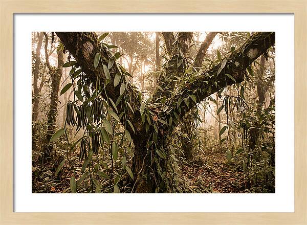 Vanilla Vine Embracing Nature