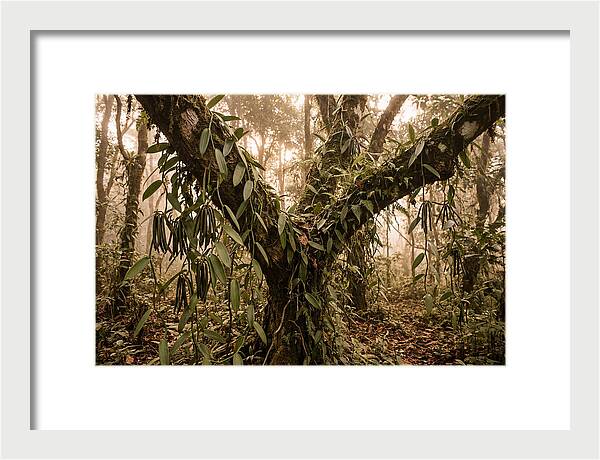 Vanilla Vine Embracing Nature
