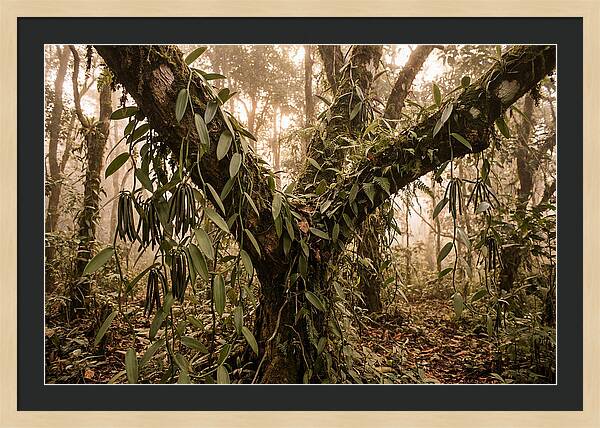 Vanilla Vine Embracing Nature