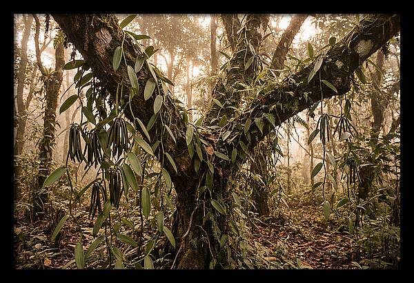 Vanilla Vine Embracing Nature