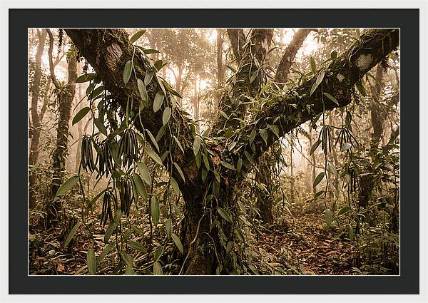 Vanilla Vine Embracing Nature