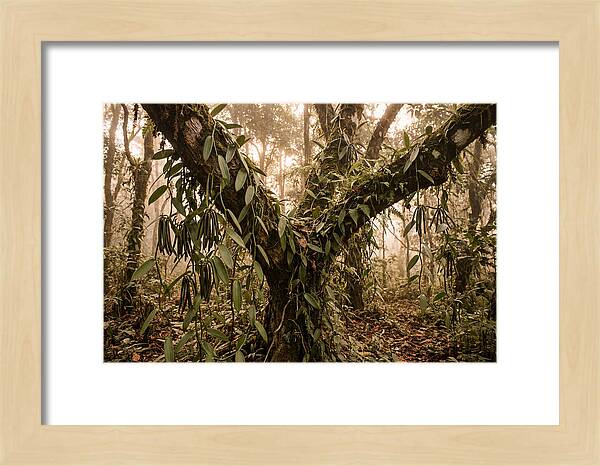 Vanilla Vine Embracing Nature