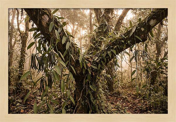 Vanilla Vine Embracing Nature
