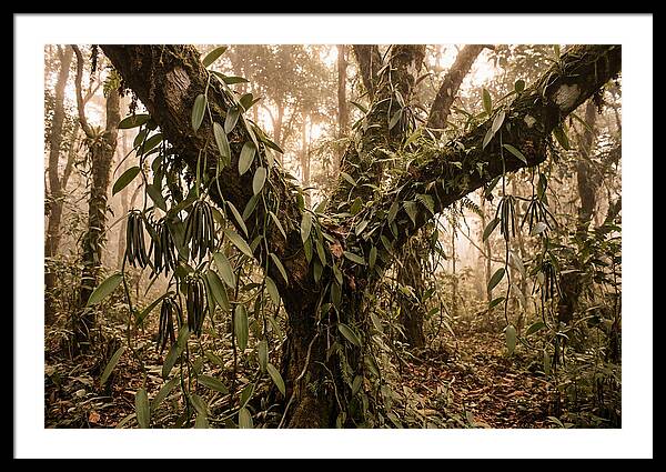 Vanilla Vine Embracing Nature