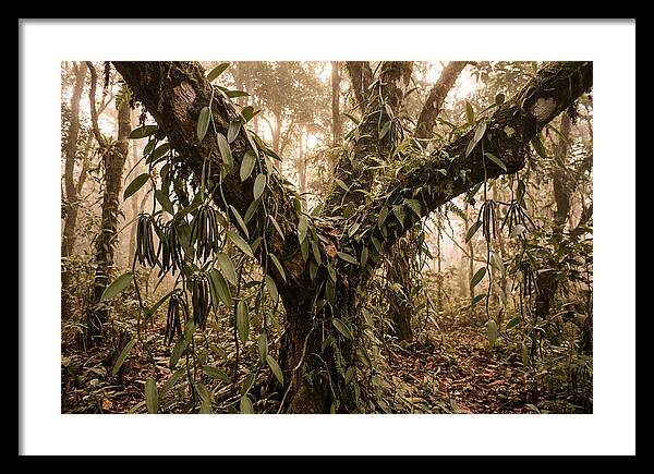 Vanilla Vine Embracing Nature
