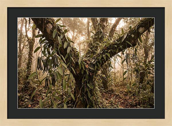 Vanilla Vine Embracing Nature