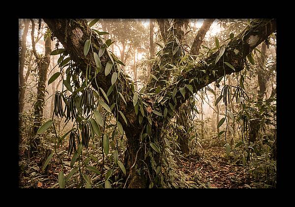 Vanilla Vine Embracing Nature