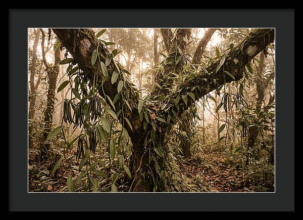 Vanilla Vine Embracing Nature