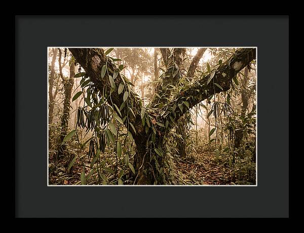 Vanilla Vine Embracing Nature