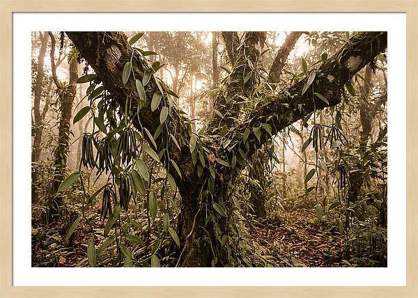Vanilla Vine Embracing Nature