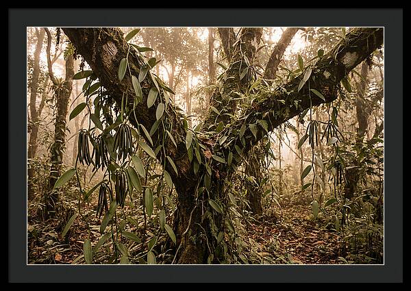 Vanilla Vine Embracing Nature