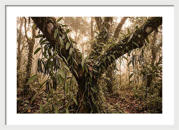 Vanilla Vine Embracing Nature