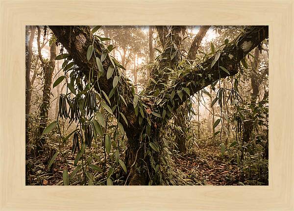 Vanilla Vine Embracing Nature
