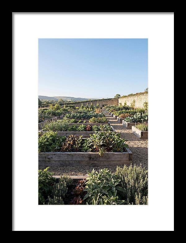 Vegetable Garden Serenity