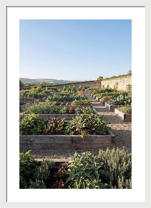 Vegetable Garden Serenity