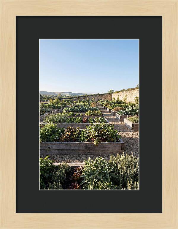 Vegetable Garden Serenity