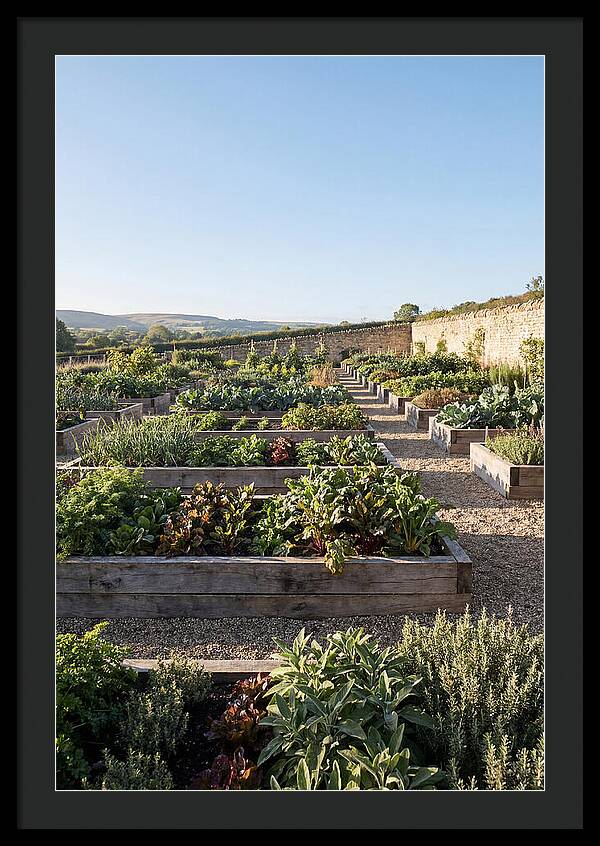 Vegetable Garden Serenity