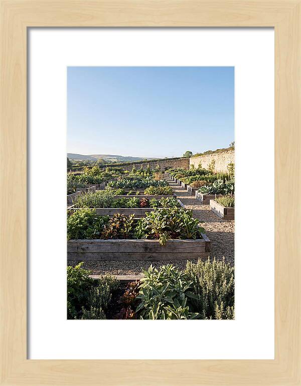 Vegetable Garden Serenity