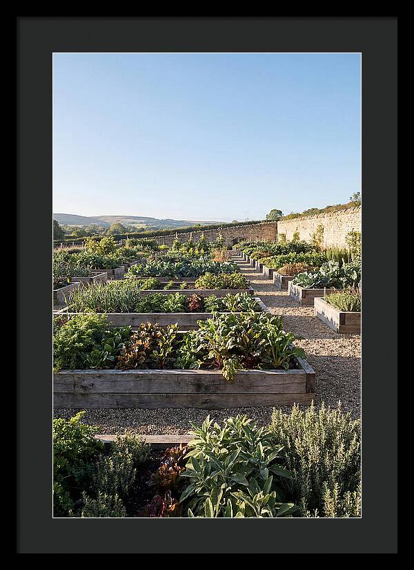 Vegetable Garden Serenity