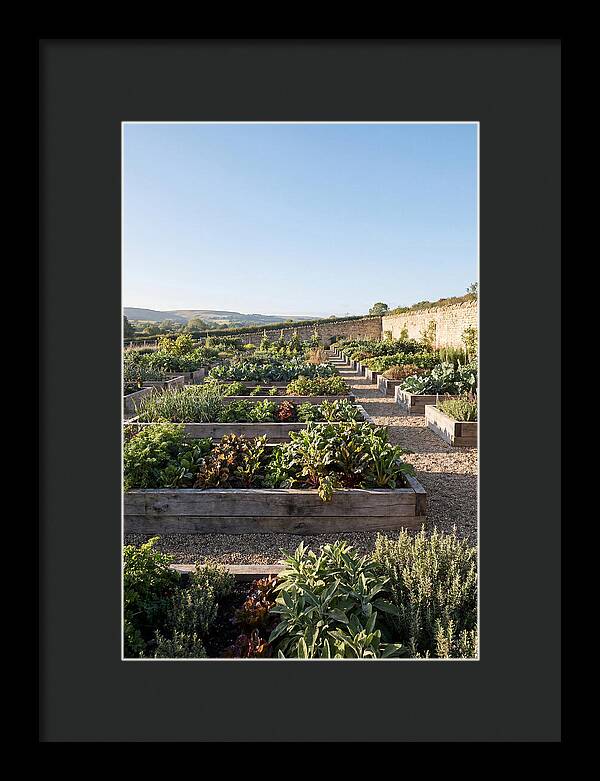 Vegetable Garden Serenity