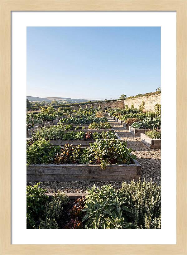 Vegetable Garden Serenity