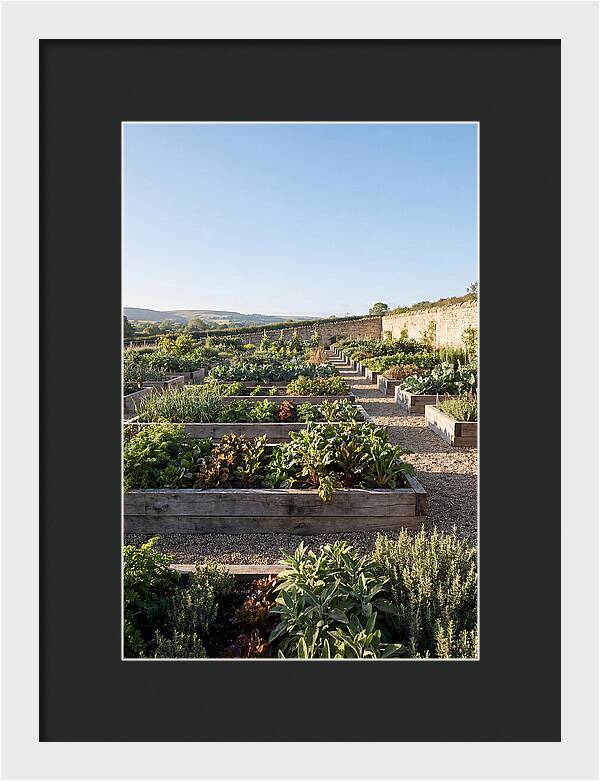 Vegetable Garden Serenity