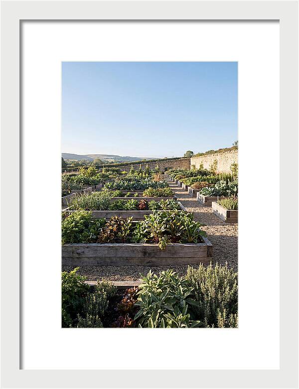 Vegetable Garden Serenity