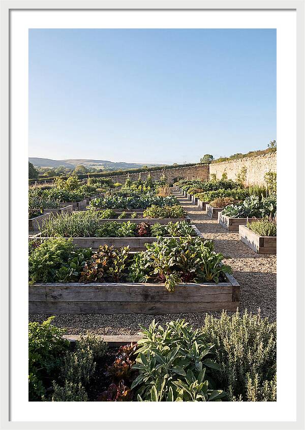Vegetable Garden Serenity