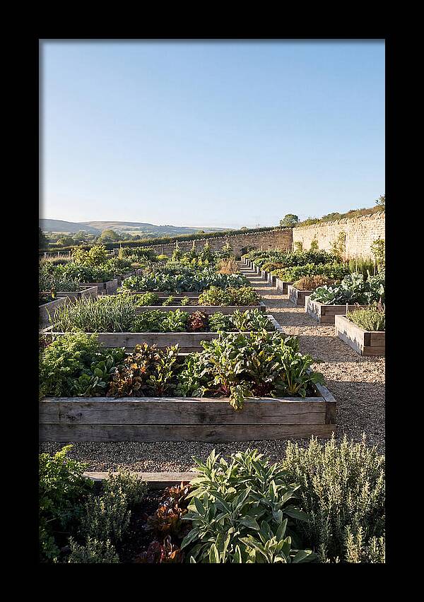 Vegetable Garden Serenity
