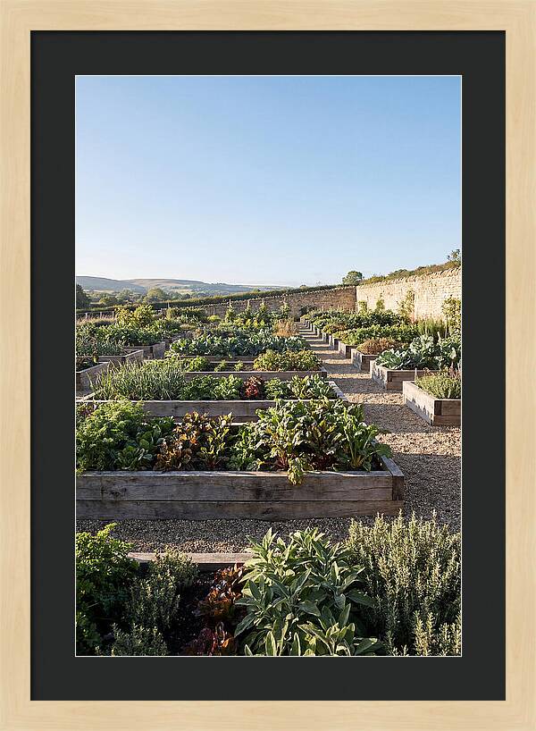 Vegetable Garden Serenity
