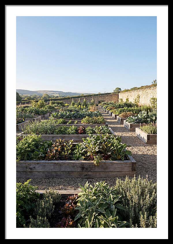 Vegetable Garden Serenity