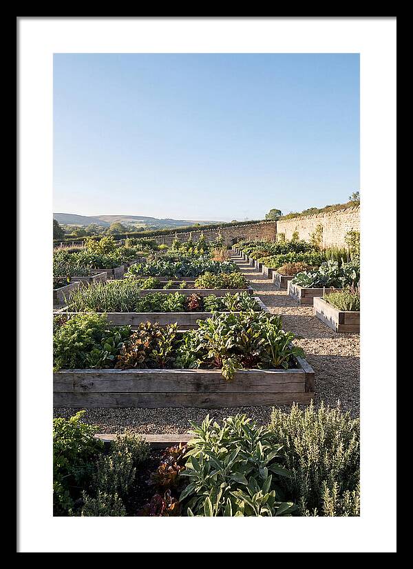 Vegetable Garden Serenity