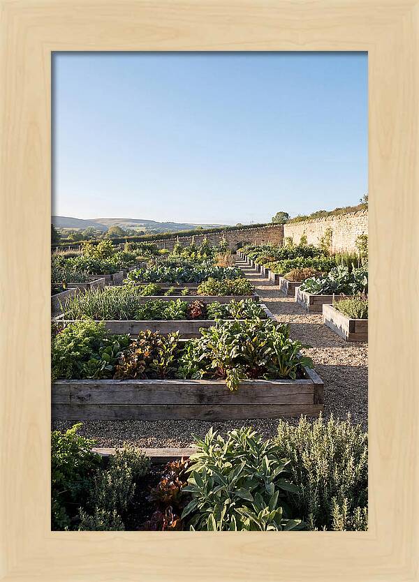 Vegetable Garden Serenity