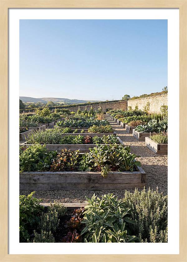 Vegetable Garden Serenity