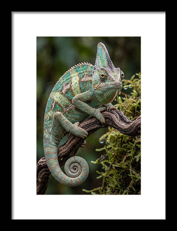 Veiled Chameleon Portrait