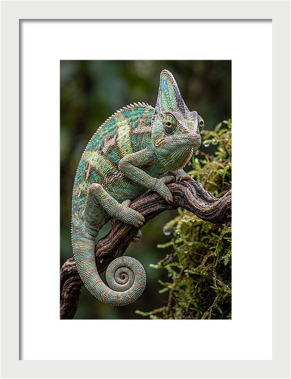Veiled Chameleon Portrait