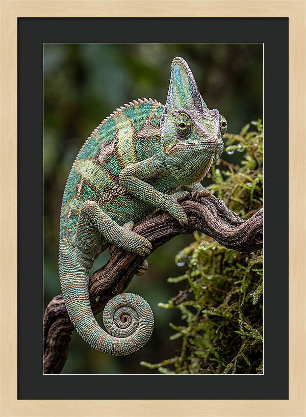 Veiled Chameleon Portrait
