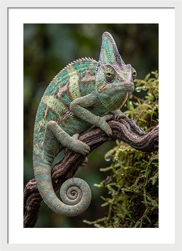 Veiled Chameleon Portrait