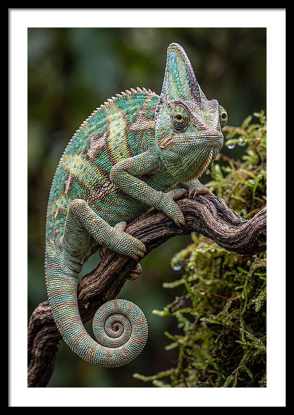 Veiled Chameleon Portrait
