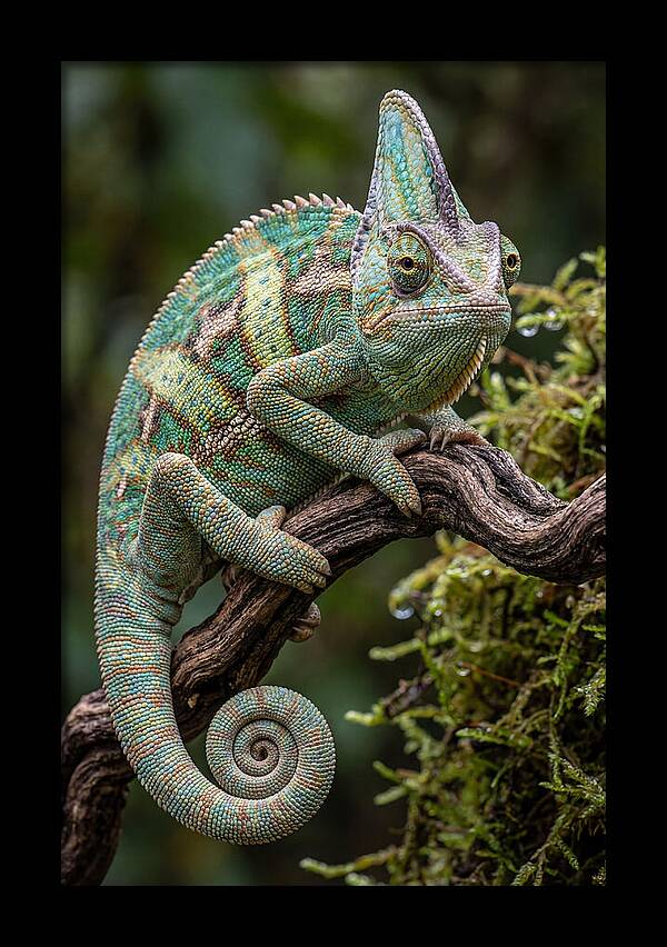 Veiled Chameleon Portrait