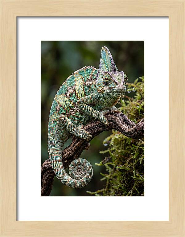 Veiled Chameleon Portrait