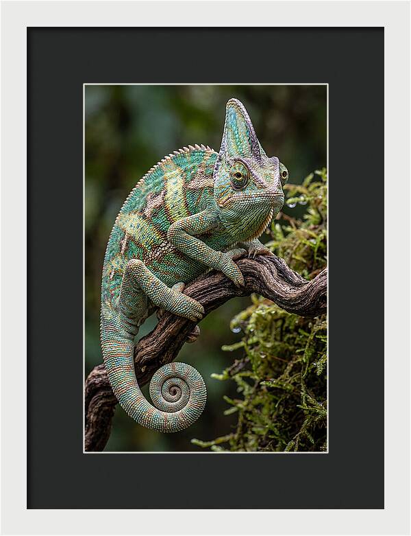 Veiled Chameleon Portrait