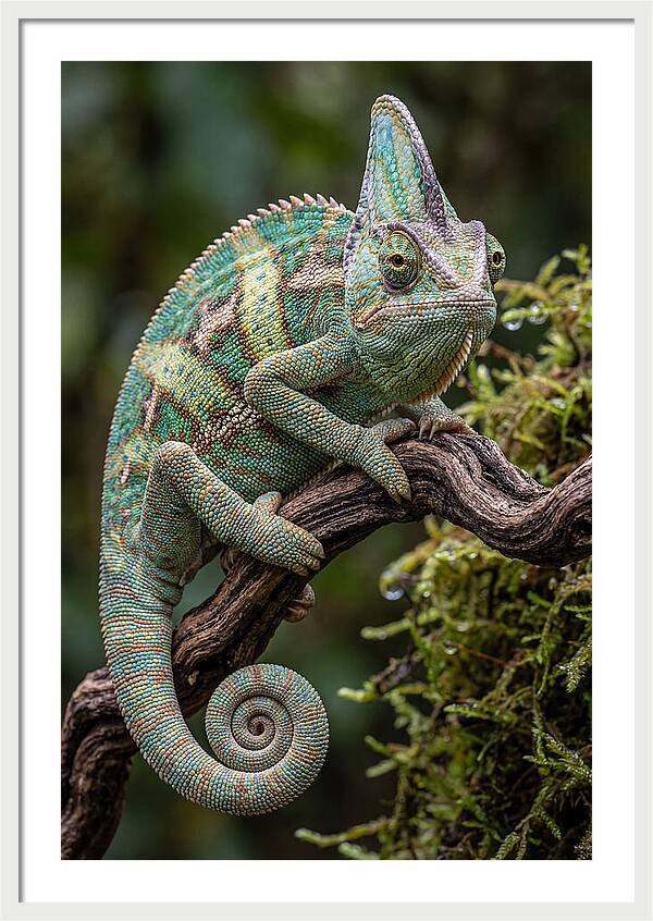 Veiled Chameleon Portrait