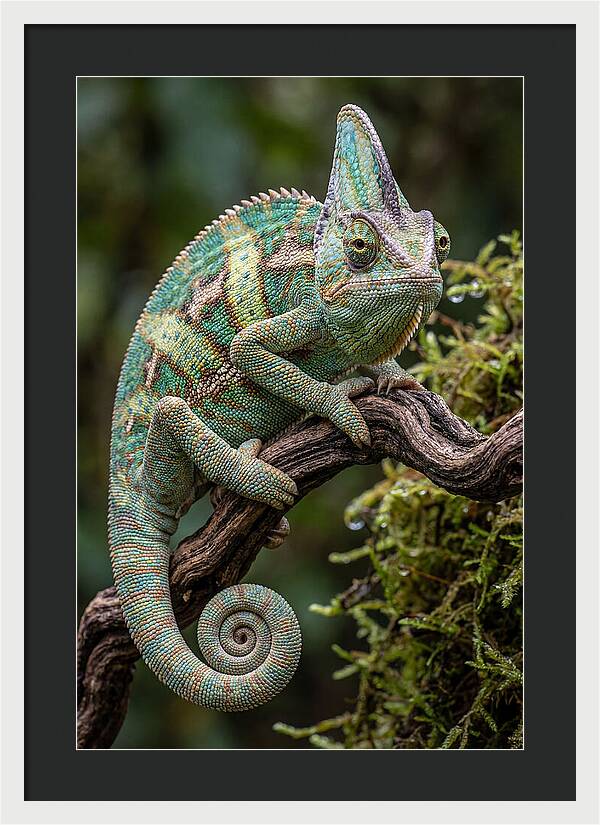 Veiled Chameleon Portrait
